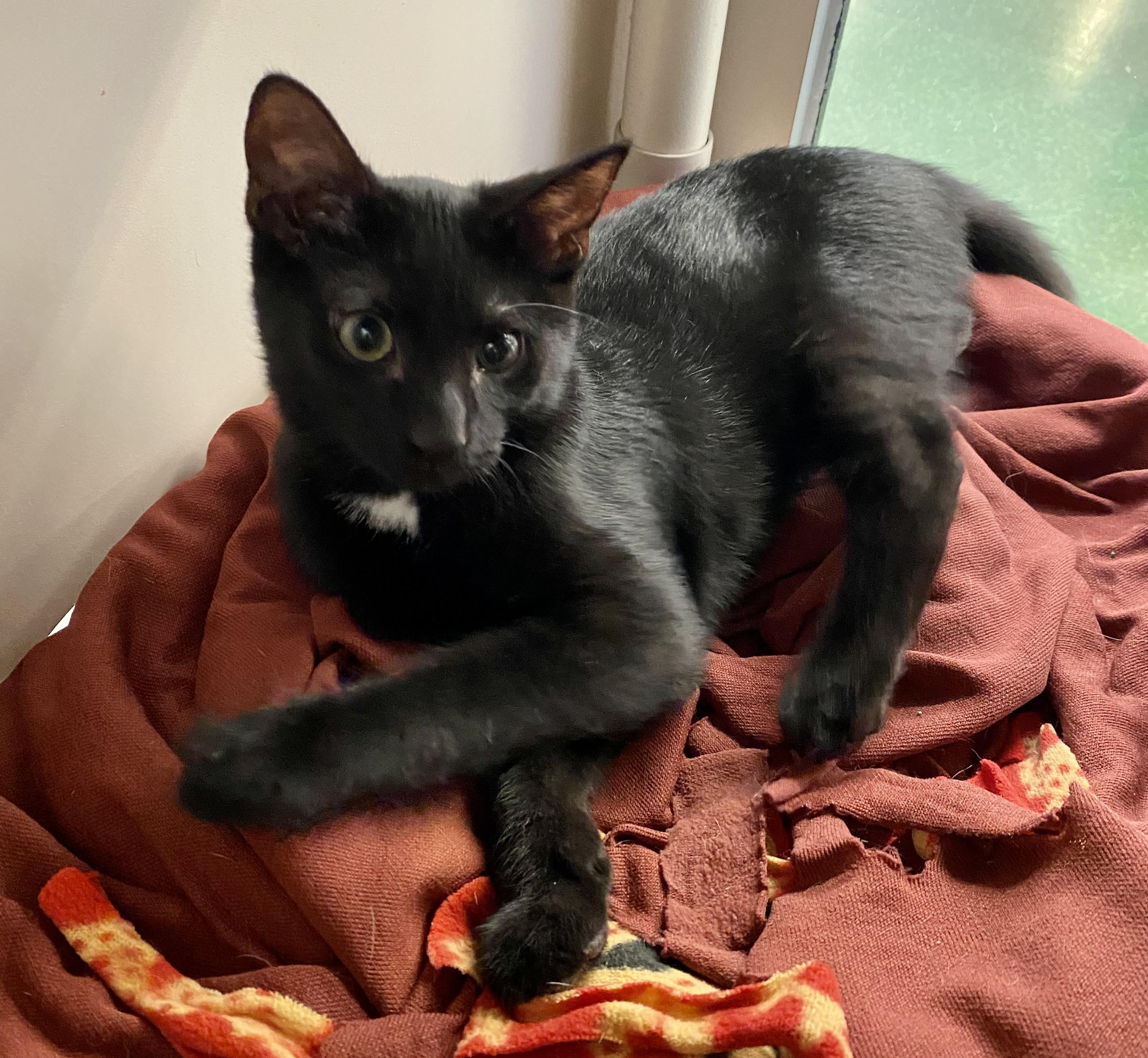 Enlarge Rolo, a Adoptable Domestic Short Hair in Fredericksburg, OH image 4/4