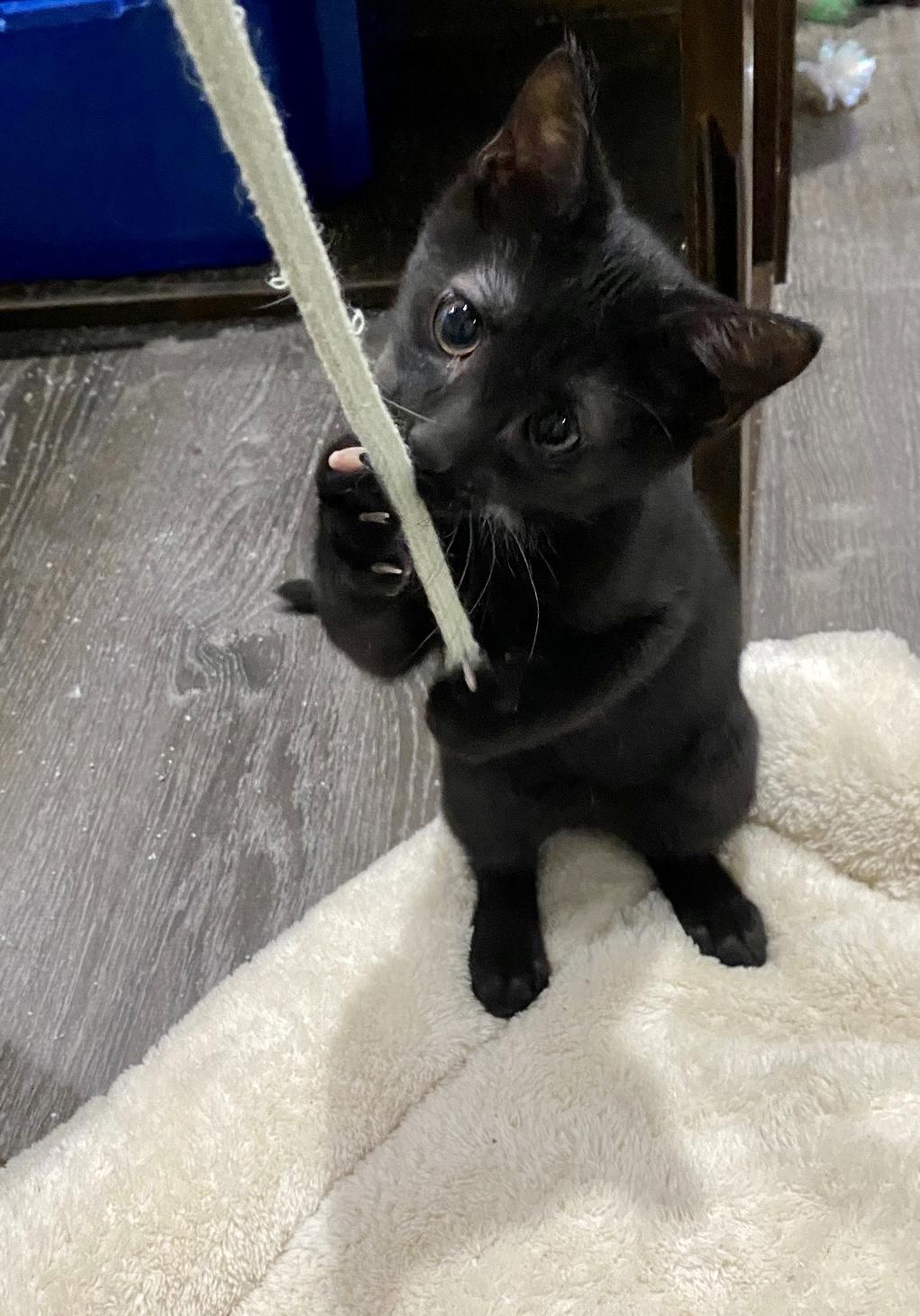 Enlarge Rolo, a Adoptable Domestic Short Hair in Fredericksburg, OH image 3/4