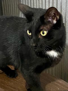 Enlarge Rolo, a Adoptable Domestic Short Hair in Fredericksburg, OH image 1/4