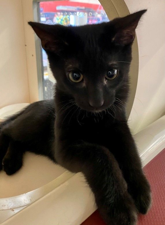 Enlarge Rolo, a Adoptable Domestic Short Hair in Fredericksburg, OH image 1/1