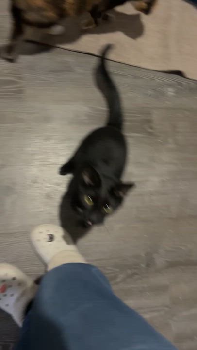 Enlarge Rolo, a Adoptable Domestic Short Hair in Fredericksburg, OH video 5/5