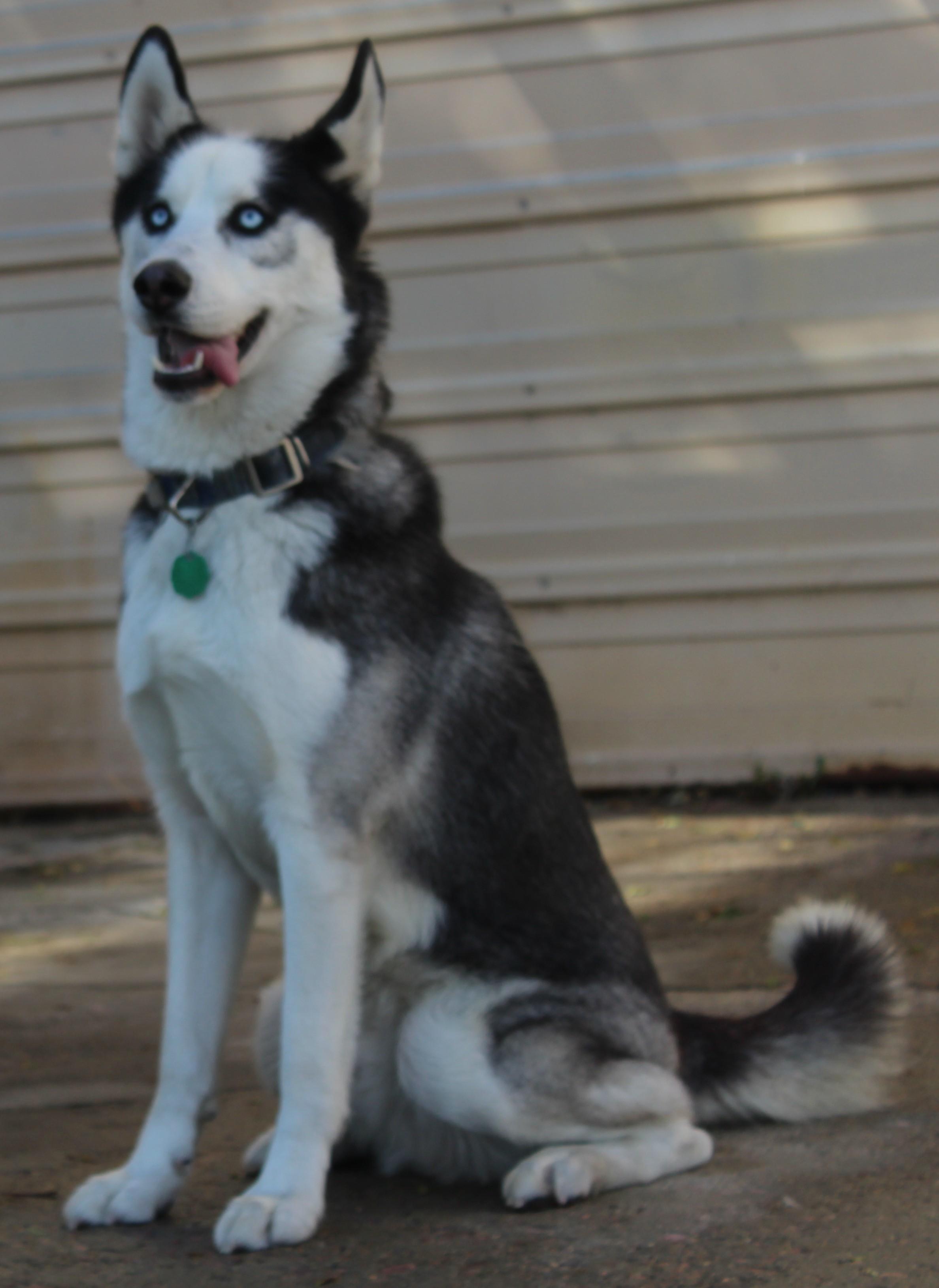 Enlarge Skunk, a Adoptable Siberian Husky in Huron, SD image 1/5