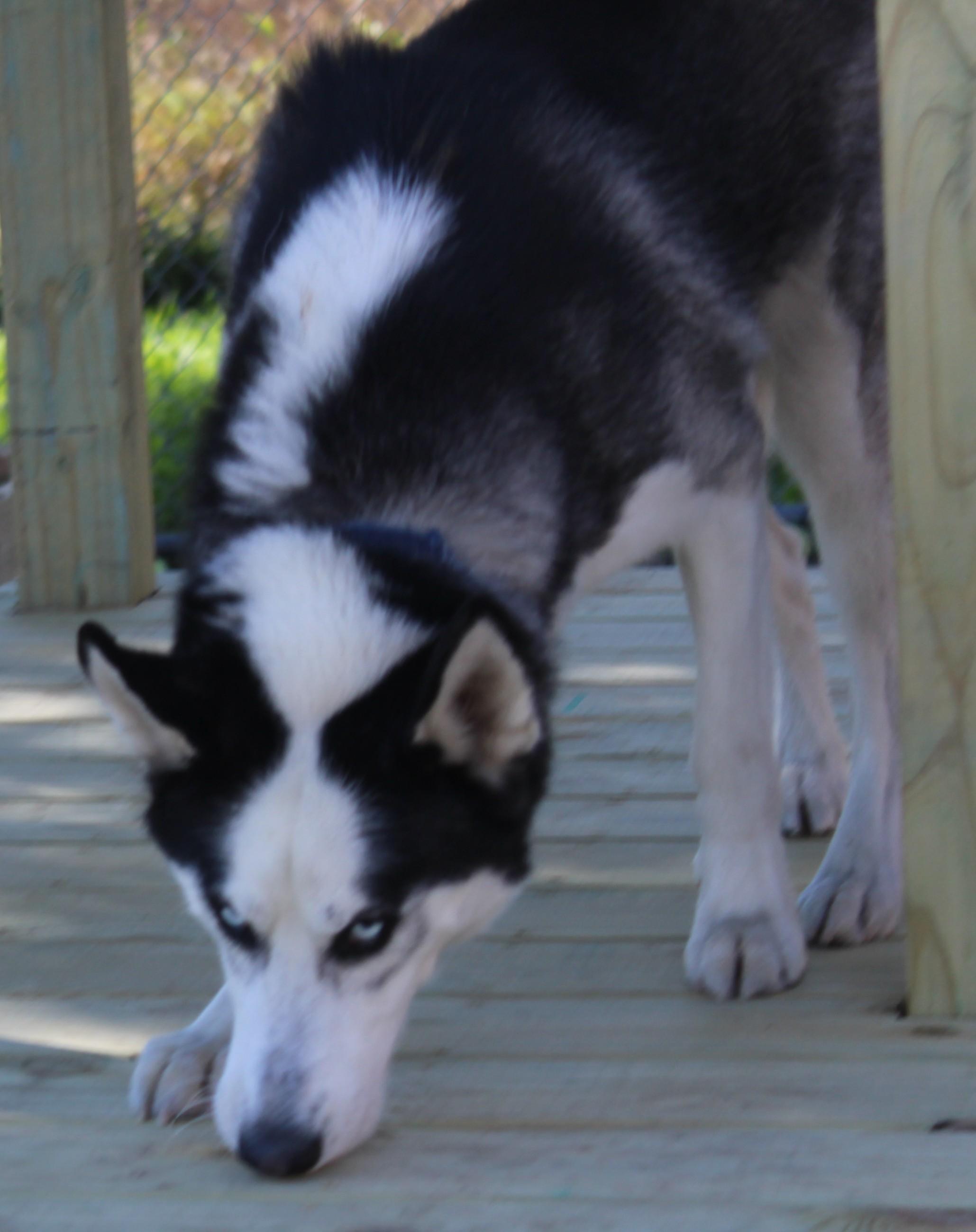 Enlarge Skunk, a Adoptable Siberian Husky in Huron, SD image 2/5