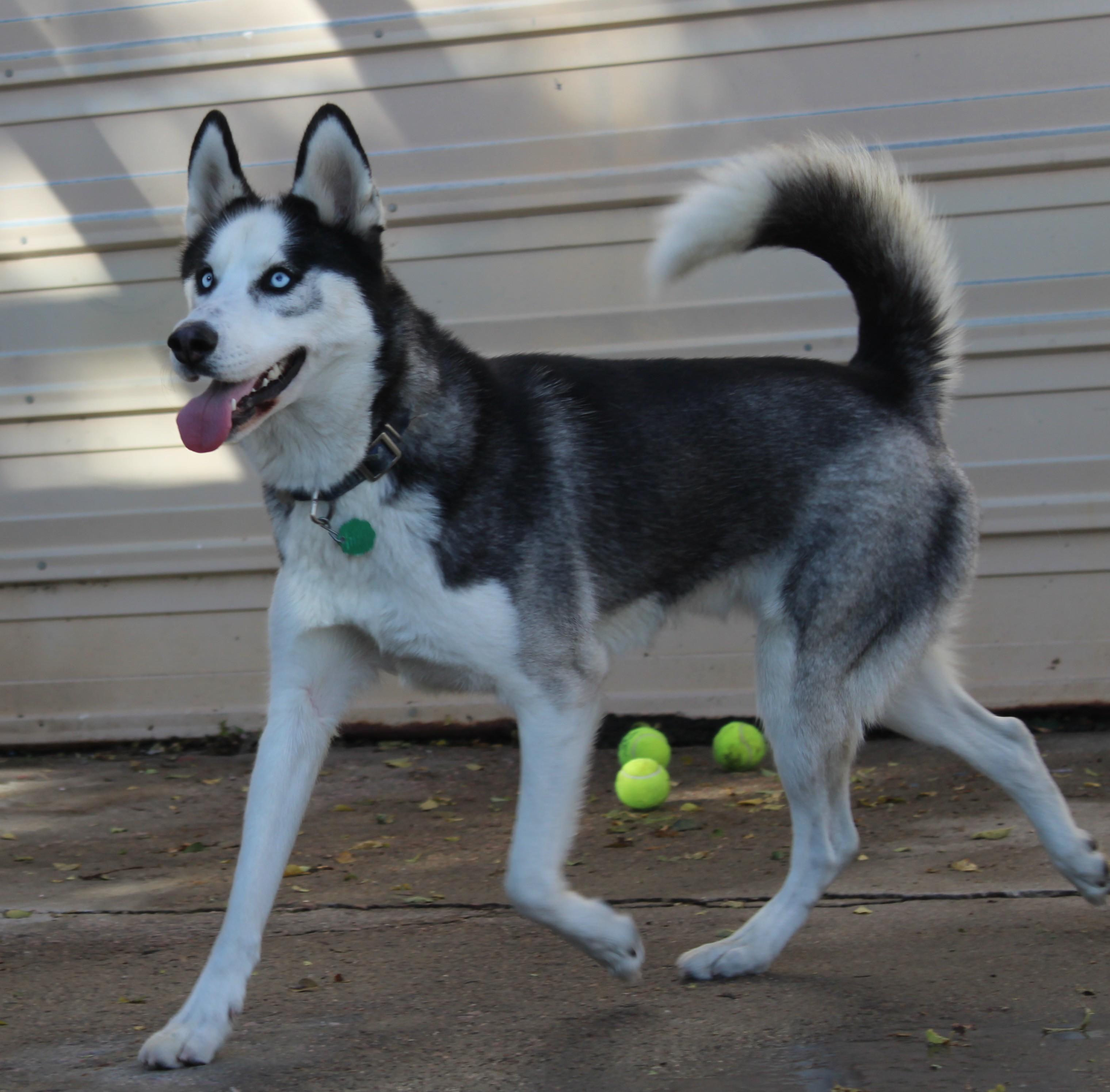 Enlarge Skunk, a Adoptable Siberian Husky in Huron, SD image 3/5