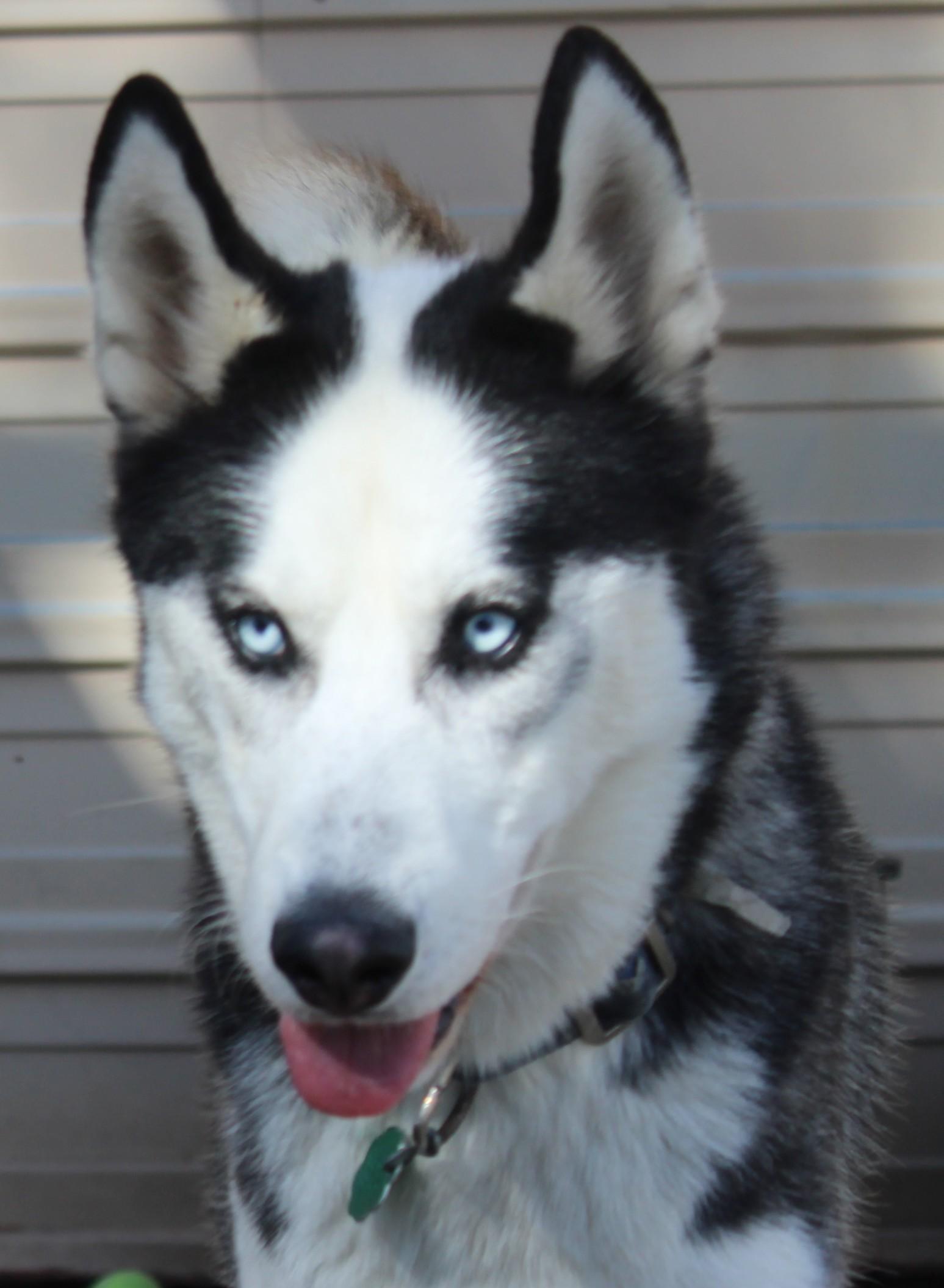 Enlarge Skunk, a Adoptable Siberian Husky in Huron, SD image 4/5