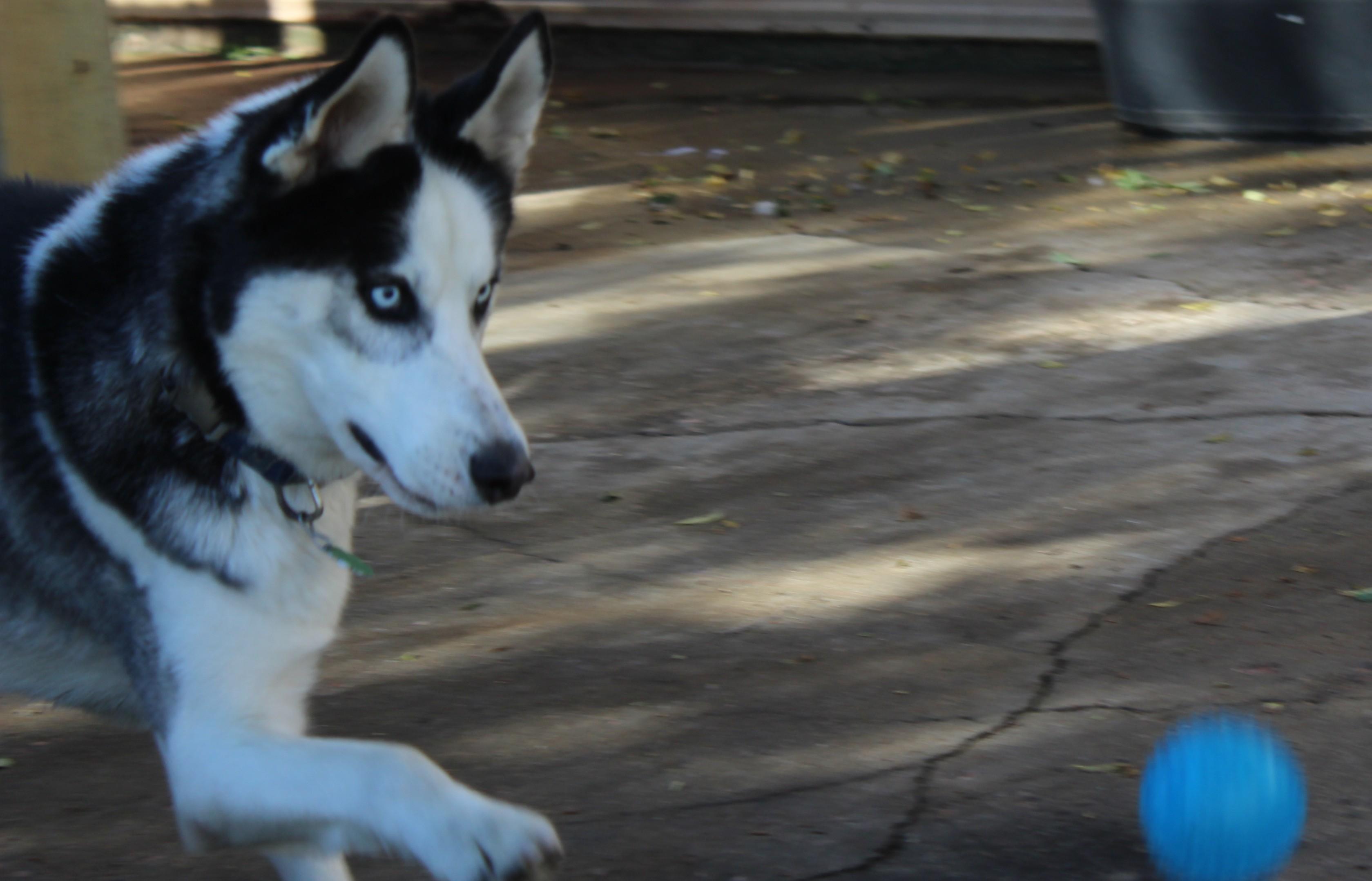 Enlarge Skunk, a Adoptable Siberian Husky in Huron, SD image 5/5