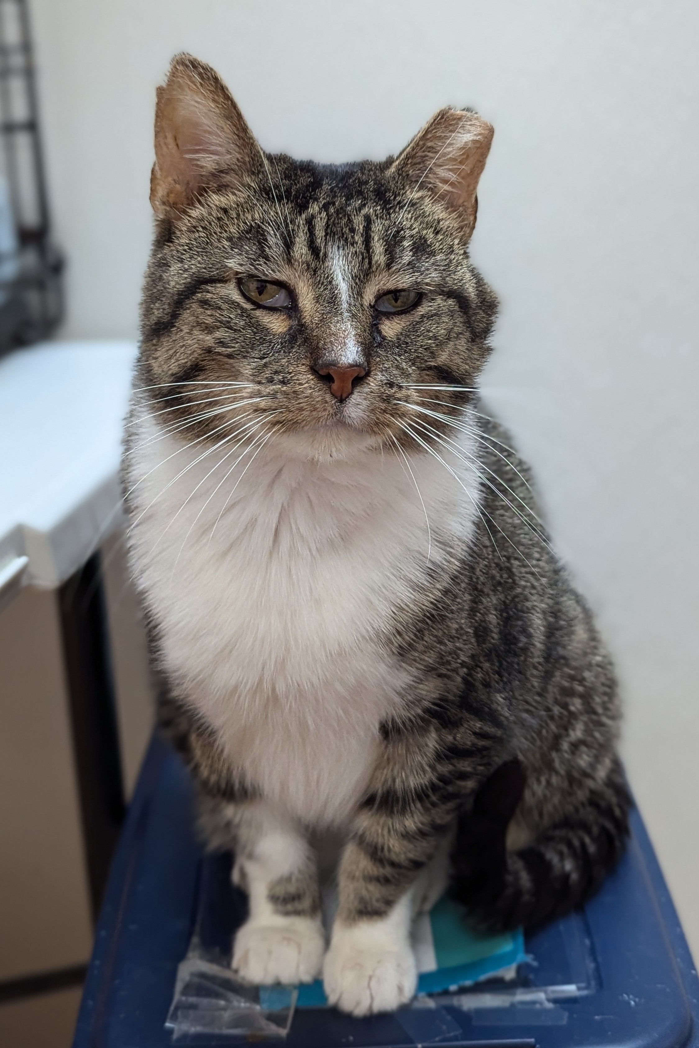 Leo, Adoptable, Adult Male Domestic Short Hair.