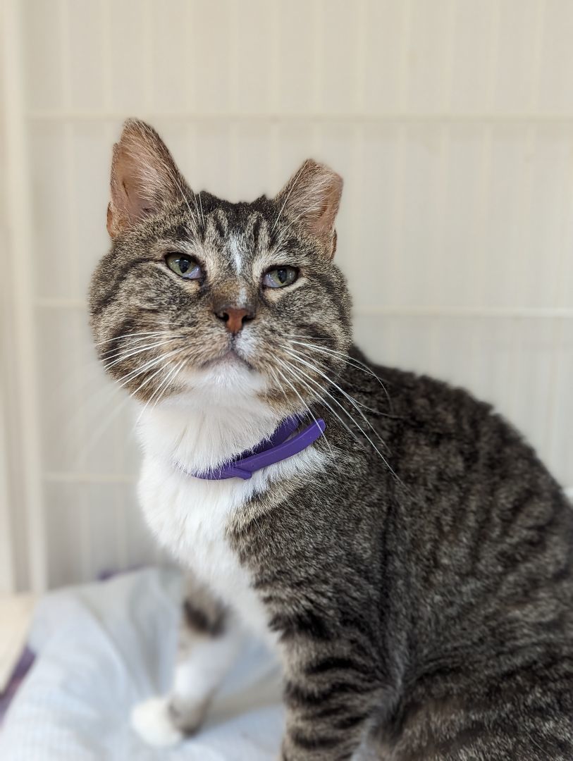 Enlarge Leo, a Adoptable Domestic Short Hair in Decatur, IL image 6/7