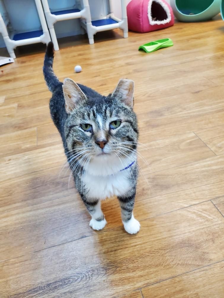 Enlarge Leo, a Adoptable Domestic Short Hair in Decatur, IL image 7/7