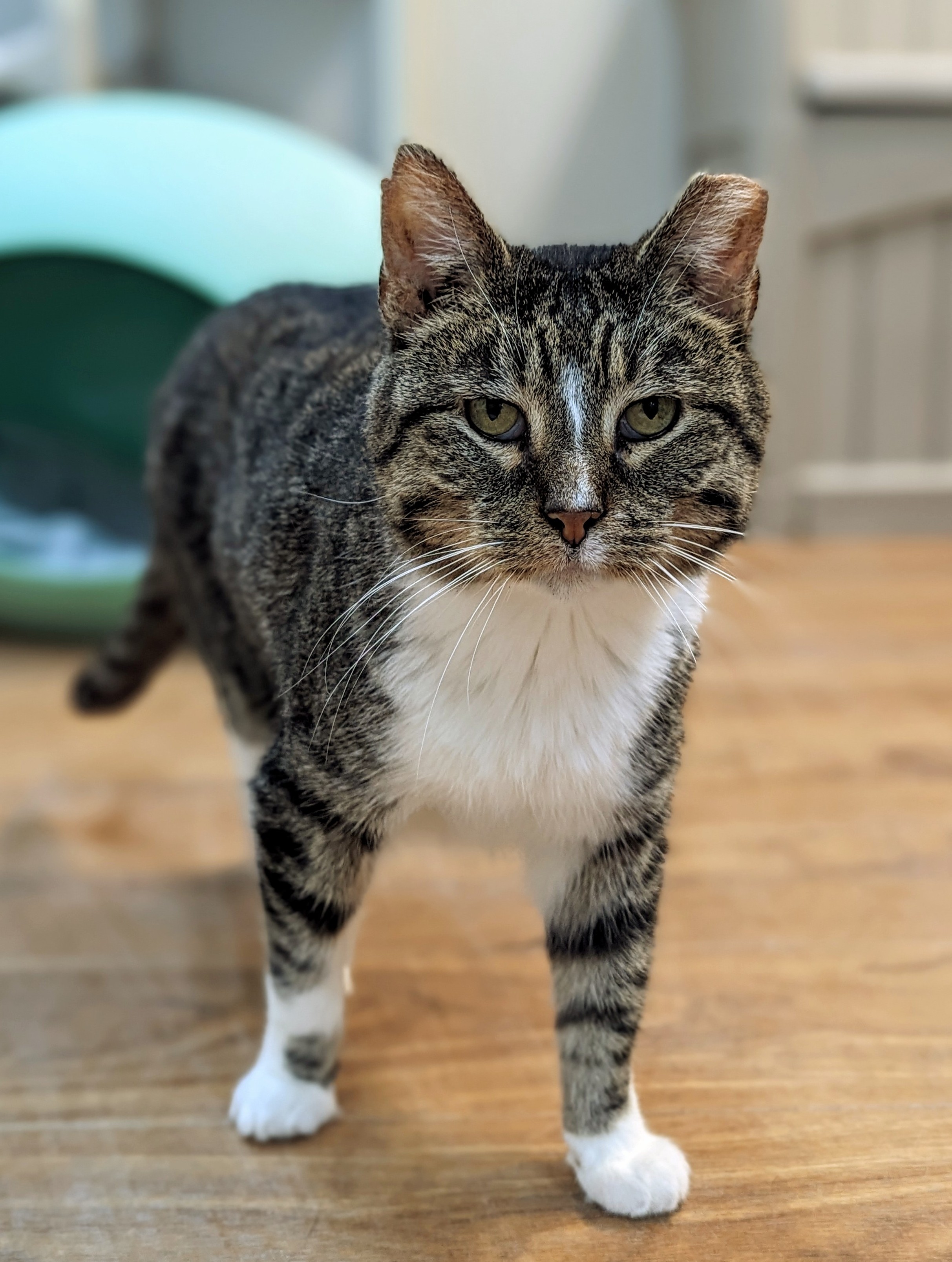 Enlarge Leo, a Adoptable Domestic Short Hair in Decatur, IL image 5/7