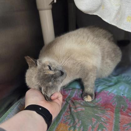 Enlarge Tank, a Adoptable mixed breed in Detroit, MI image 1/3