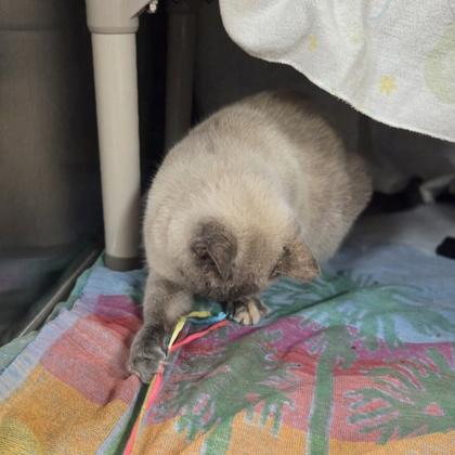 Enlarge Tank, a Adoptable mixed breed in Detroit, MI image 2/3