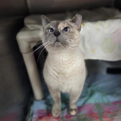 Enlarge Tank, a Adoptable mixed breed in Detroit, MI image 3/3