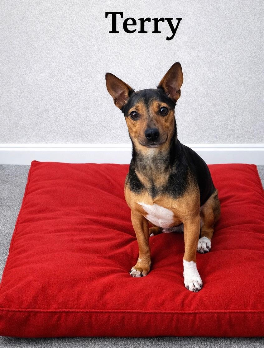 Terry, ADOPTABLE, Young Male Miniature Pinscher.