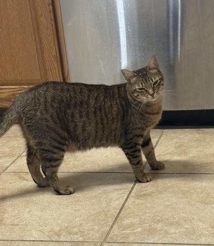 Enlarge Olive, a Adoptable Domestic Short Hair in River Ridge, LA image 2/3