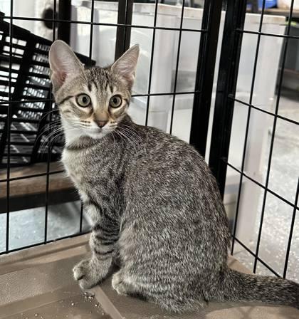 Enlarge Olive, a Adoptable Domestic Short Hair in River Ridge, LA image 3/3