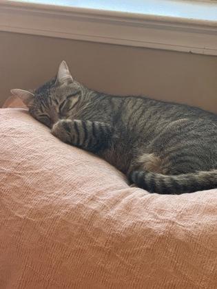 Olive, a Adoptable Domestic Short Hair in River Ridge, LA image 2/3