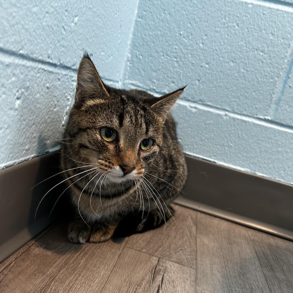 Enlarge Cherry, a Adoptable Domestic Short Hair in Chesapeake, VA image 1/2