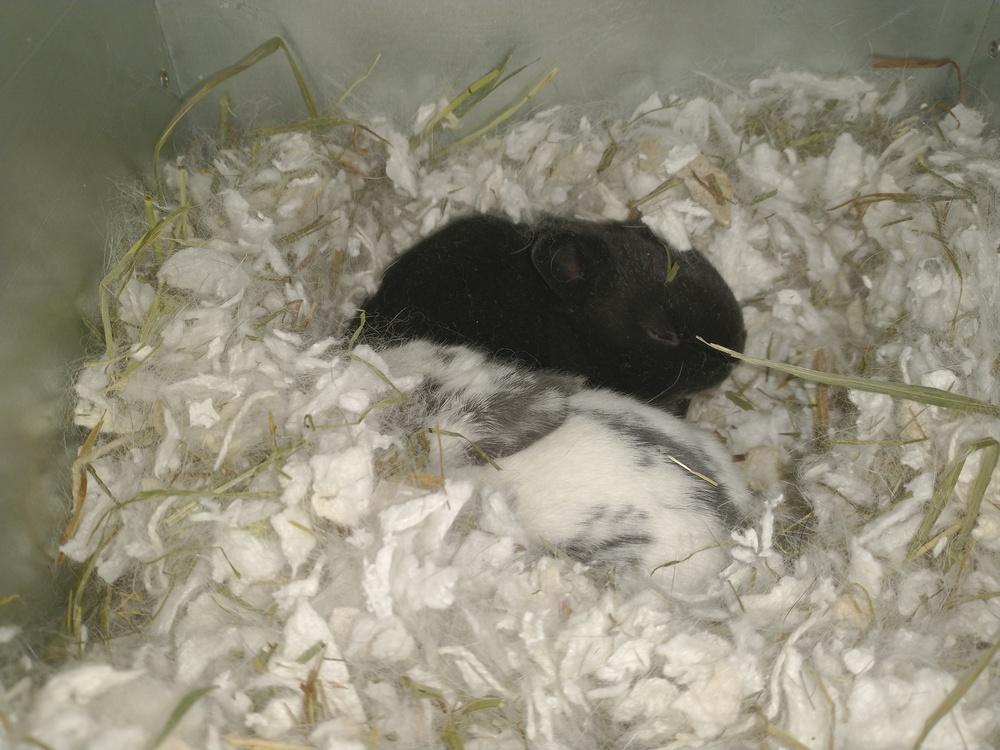 Enlarge Pluto, a Adoptable mixed breed in Dallas, PA image 5/6