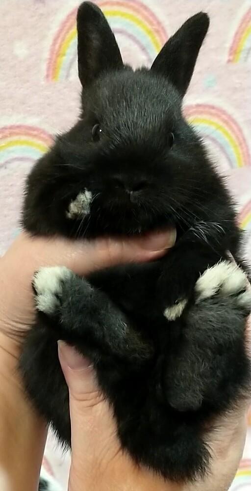 Enlarge Pluto, a Adoptable mixed breed in Dallas, PA image 6/6