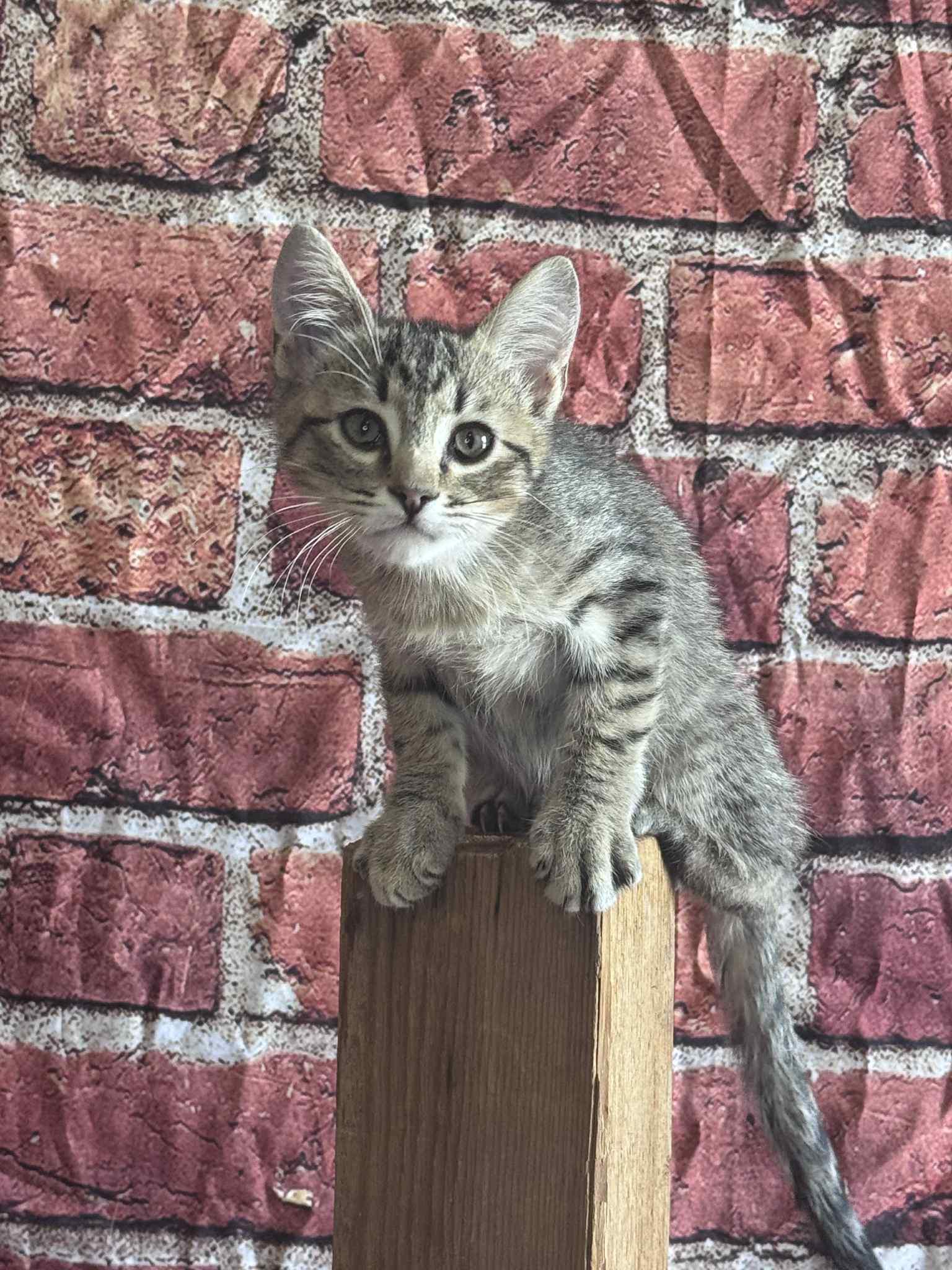 Leo, Young Male unknown