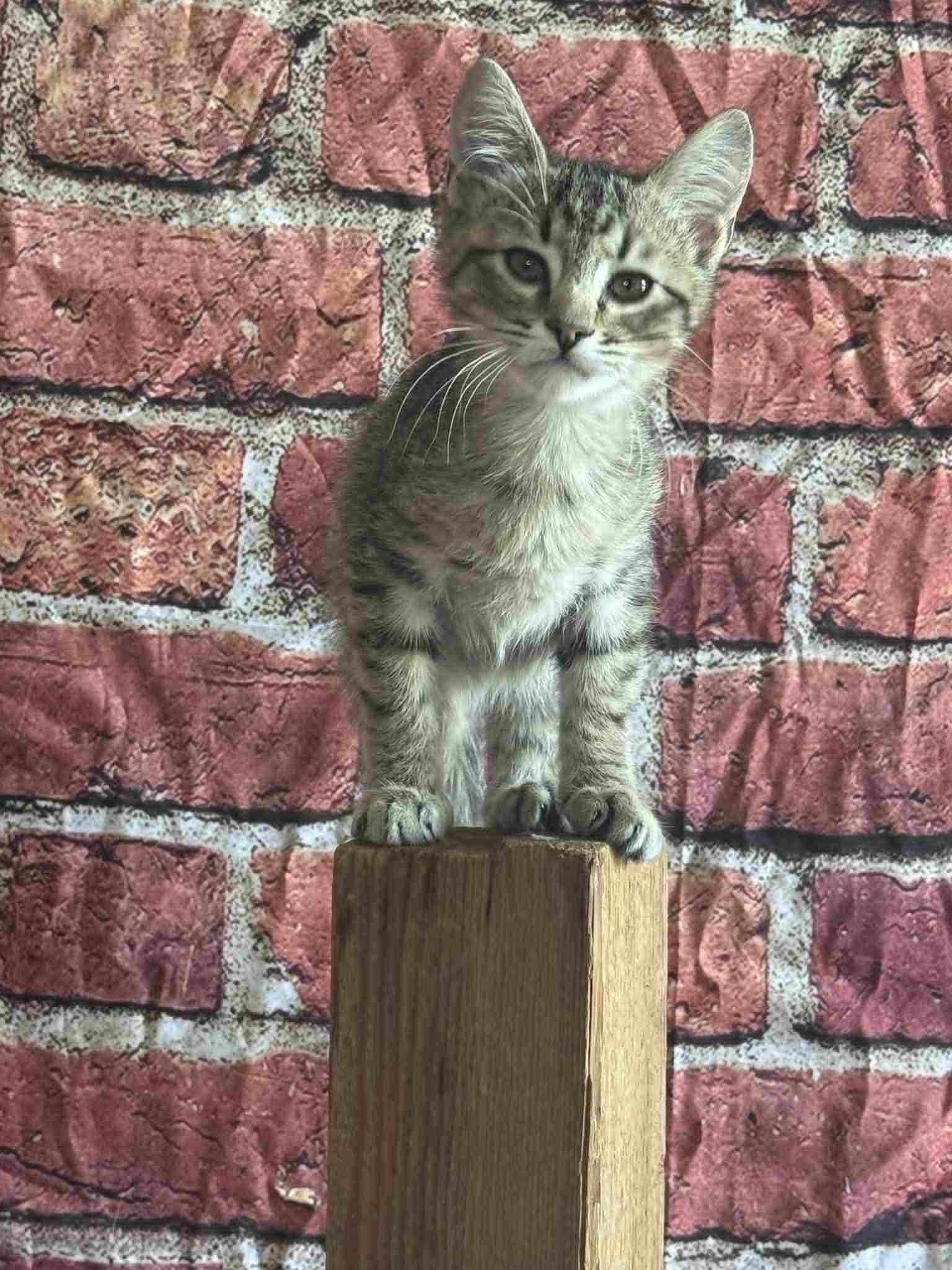 Leo
