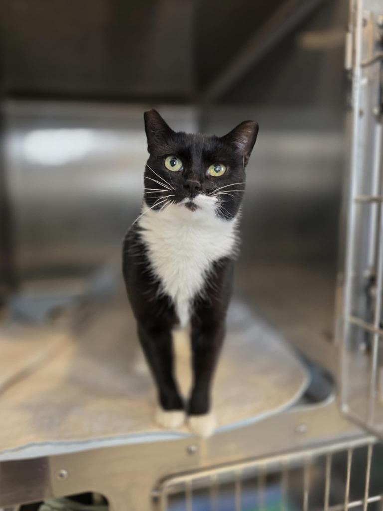 Star, Adoptable, Young Female Domestic Short Hair.