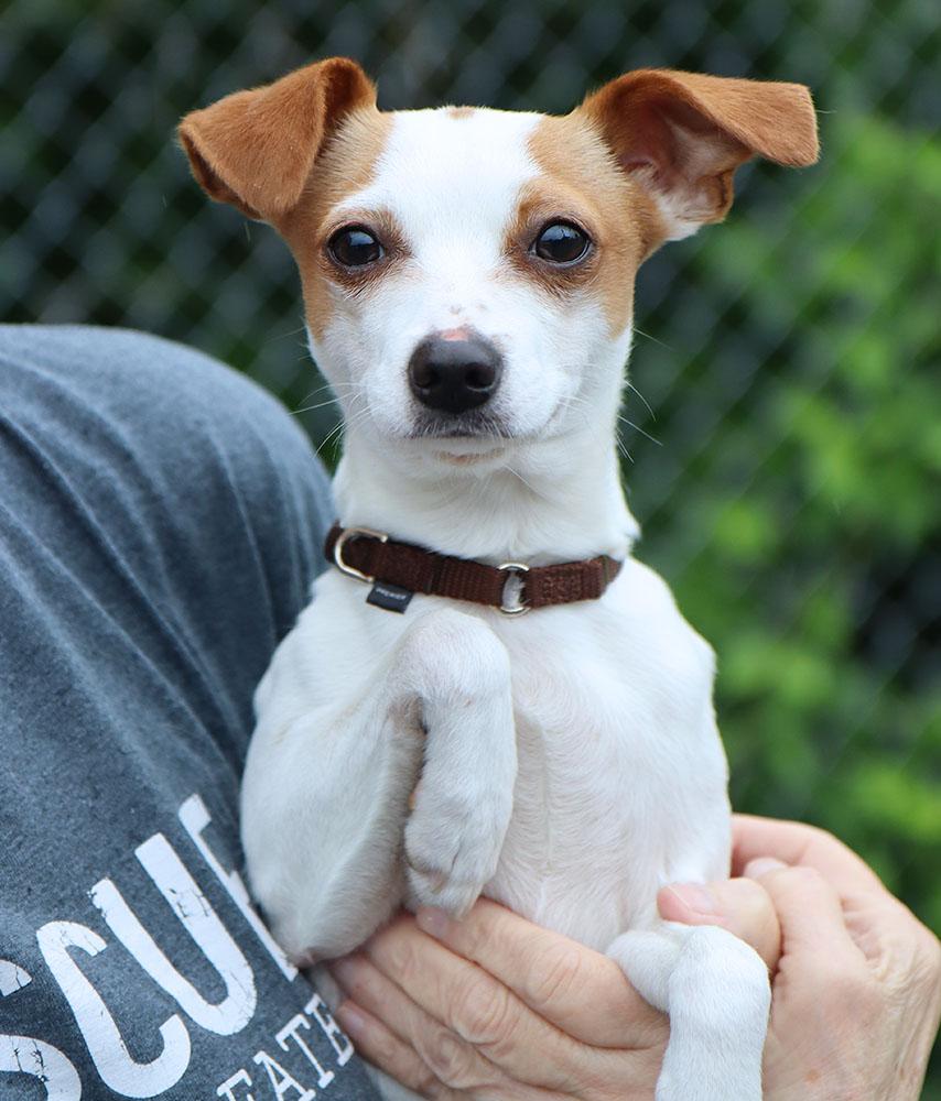 Enlarge Arthur (AO36320), an adopted mixed breed in Kansas City, KS image 2/2