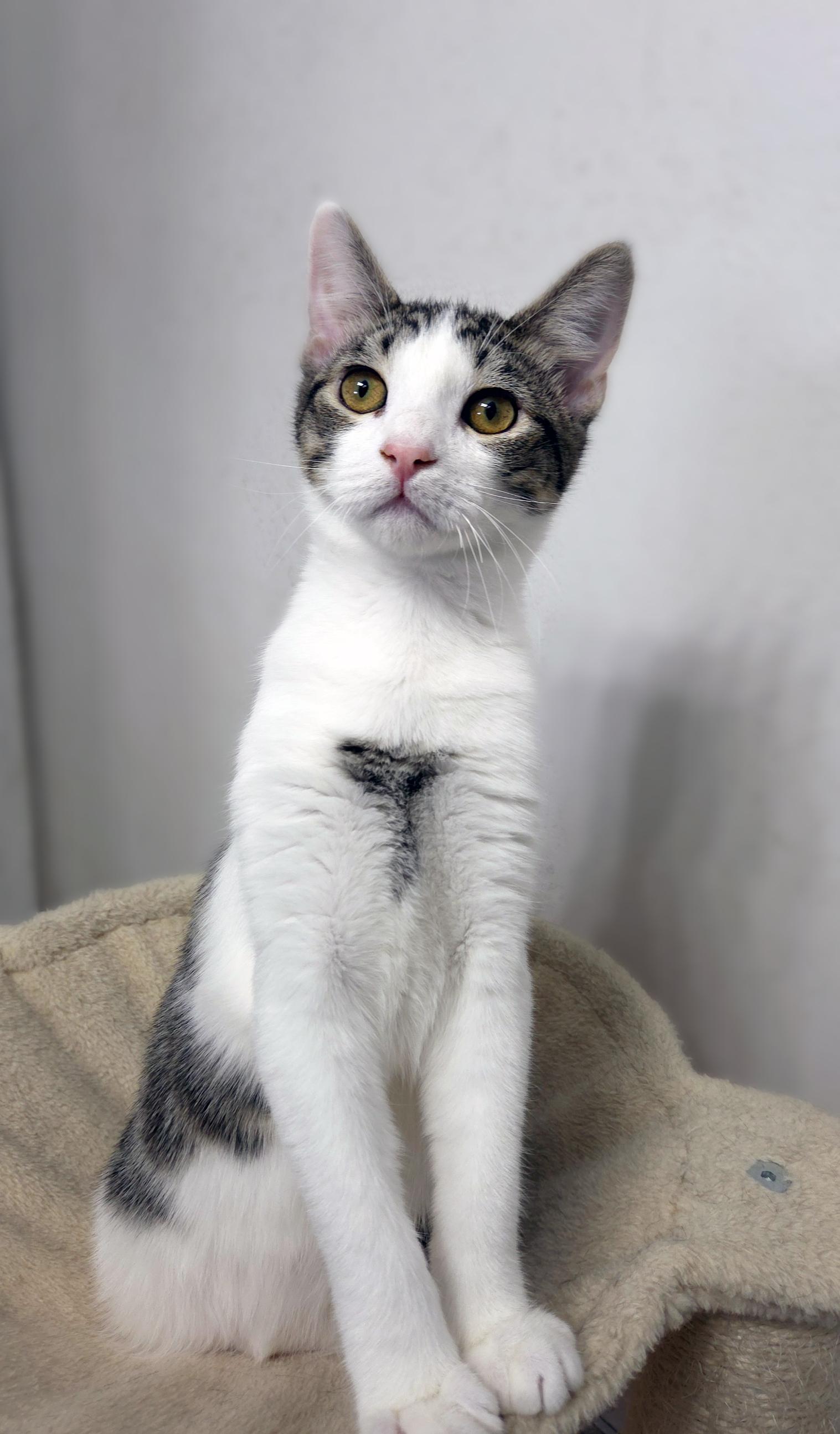 Toast, Adoptable, Young Male Domestic Short Hair.