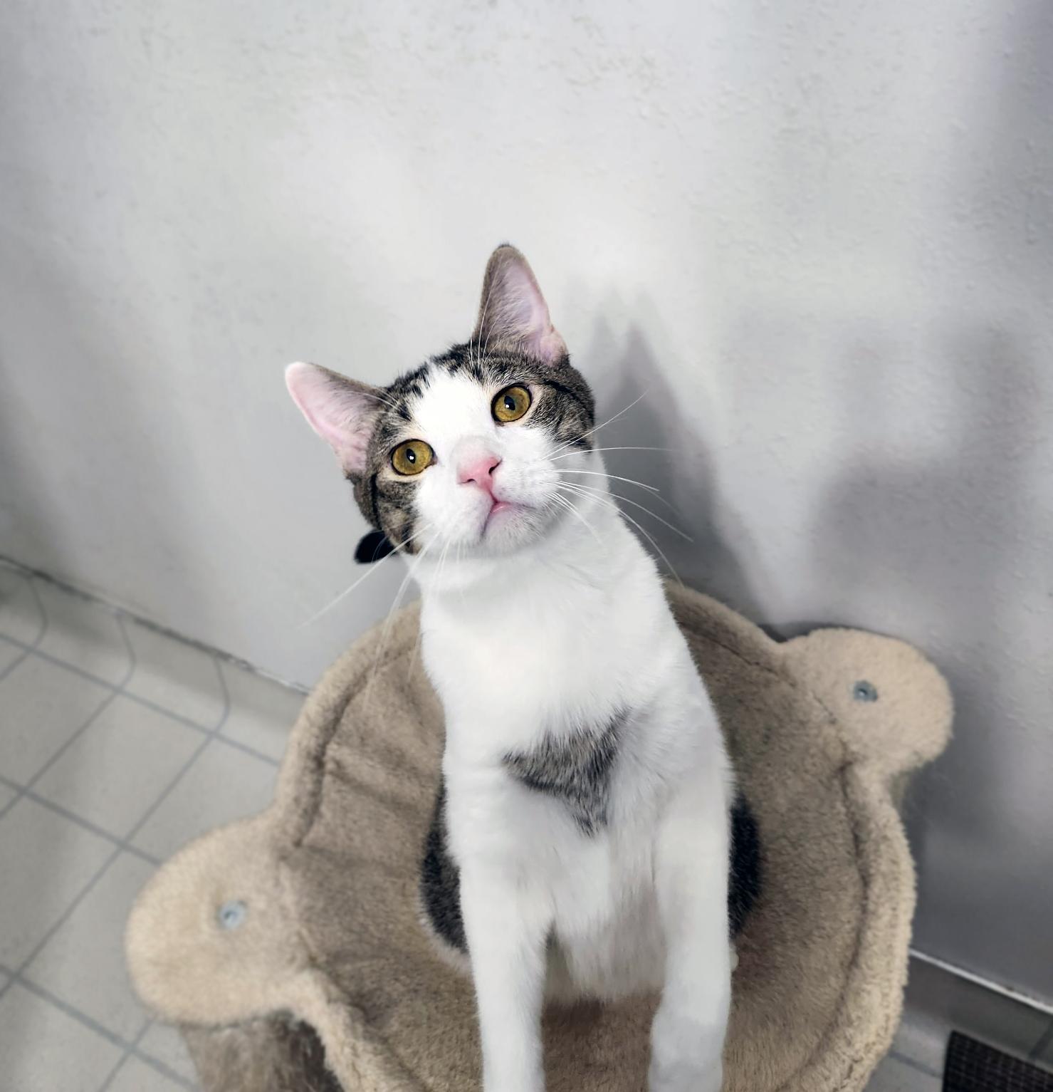 Enlarge Toast, a Adoptable Domestic Short Hair in Centerville, UT image 2/3