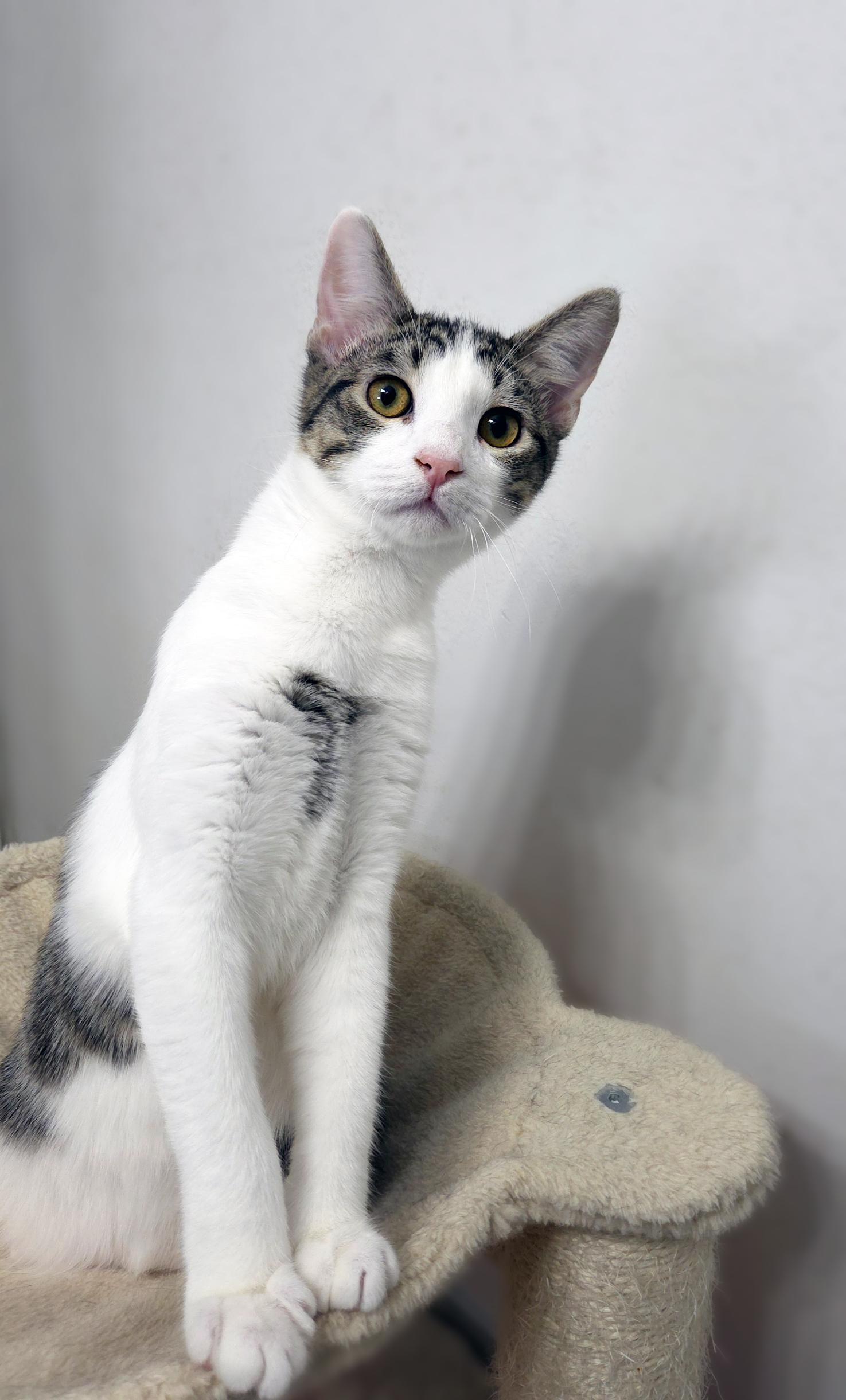 Enlarge Toast, a Adoptable Domestic Short Hair in Centerville, UT image 2/5