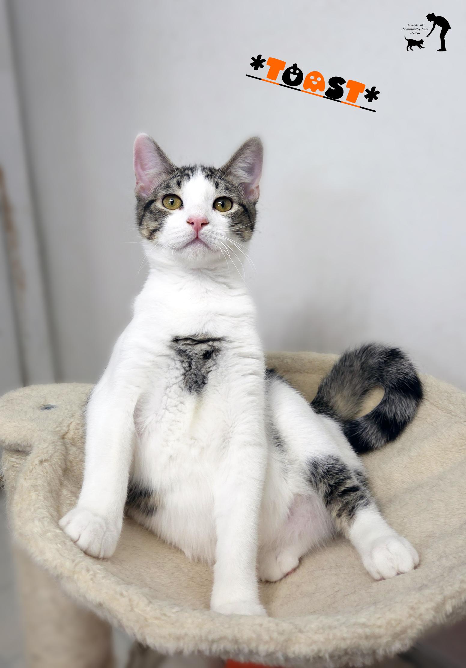 Enlarge Toast, a Adoptable Domestic Short Hair in Centerville, UT image 3/5
