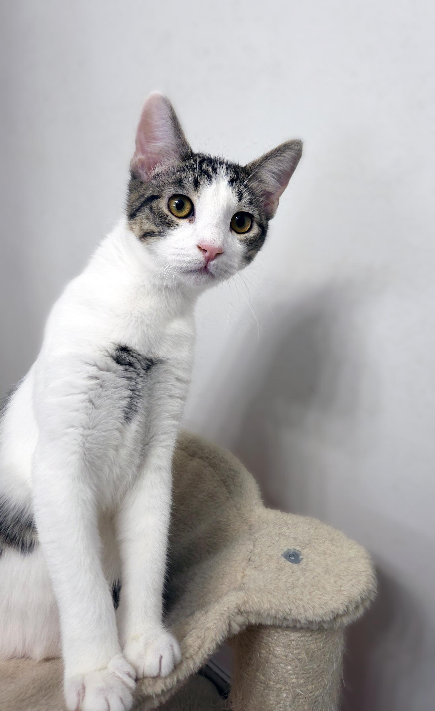 Enlarge Toast, a Adoptable Domestic Short Hair in Centerville, UT image 4/5