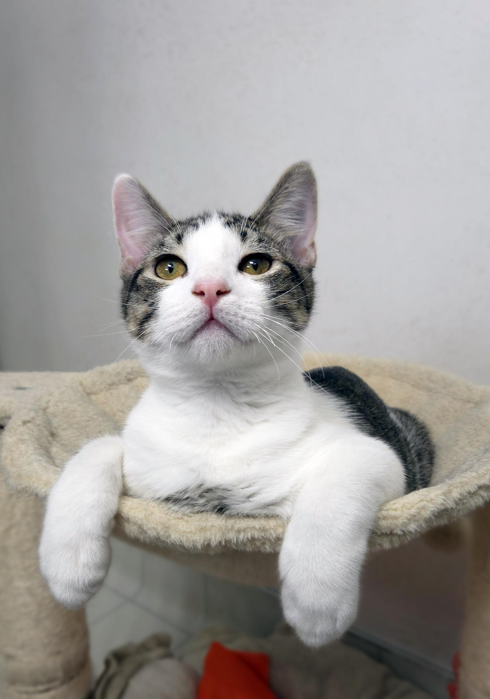 Enlarge Toast, a Adoptable Domestic Short Hair in Centerville, UT image 5/5