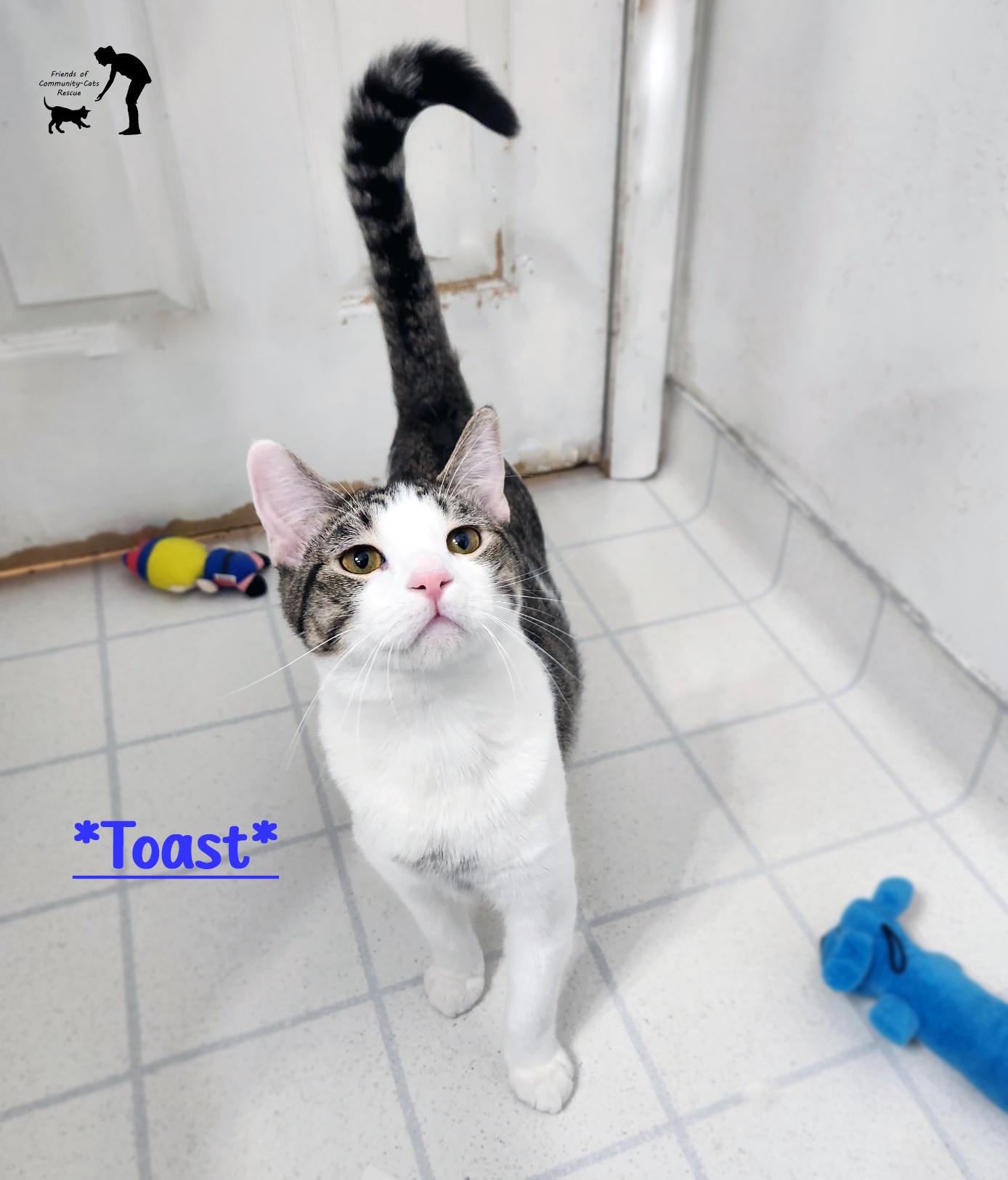 Enlarge Toast, a Adoptable Domestic Short Hair in Centerville, UT image 1/3