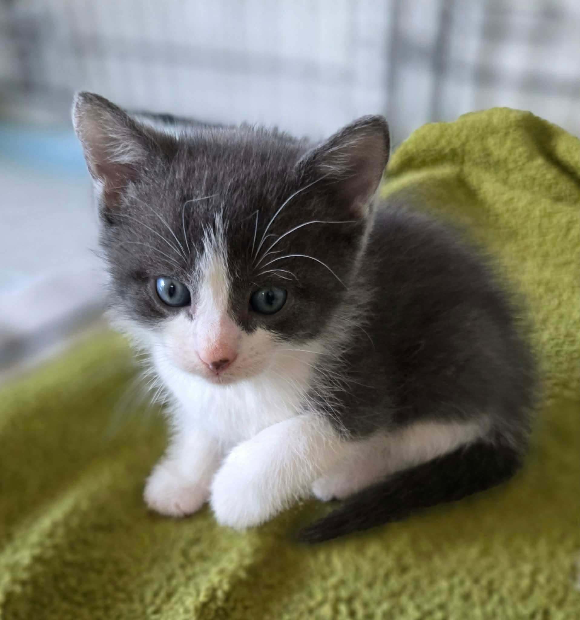 Enlarge Cooper, an adopted Domestic Short Hair in Terrebonne, QC image 2/5