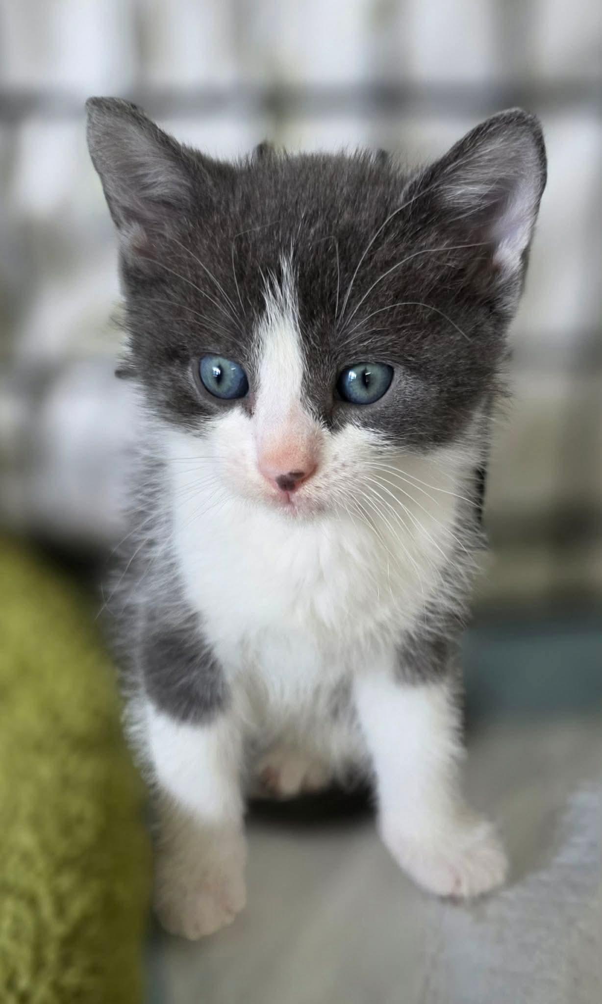 Enlarge Cooper, an adopted Domestic Short Hair in Terrebonne, QC image 3/5