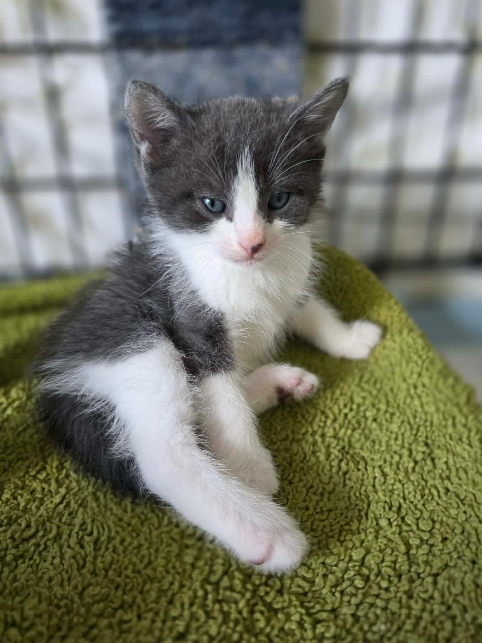 Enlarge Cooper, an adopted Domestic Short Hair in Terrebonne, QC image 4/5