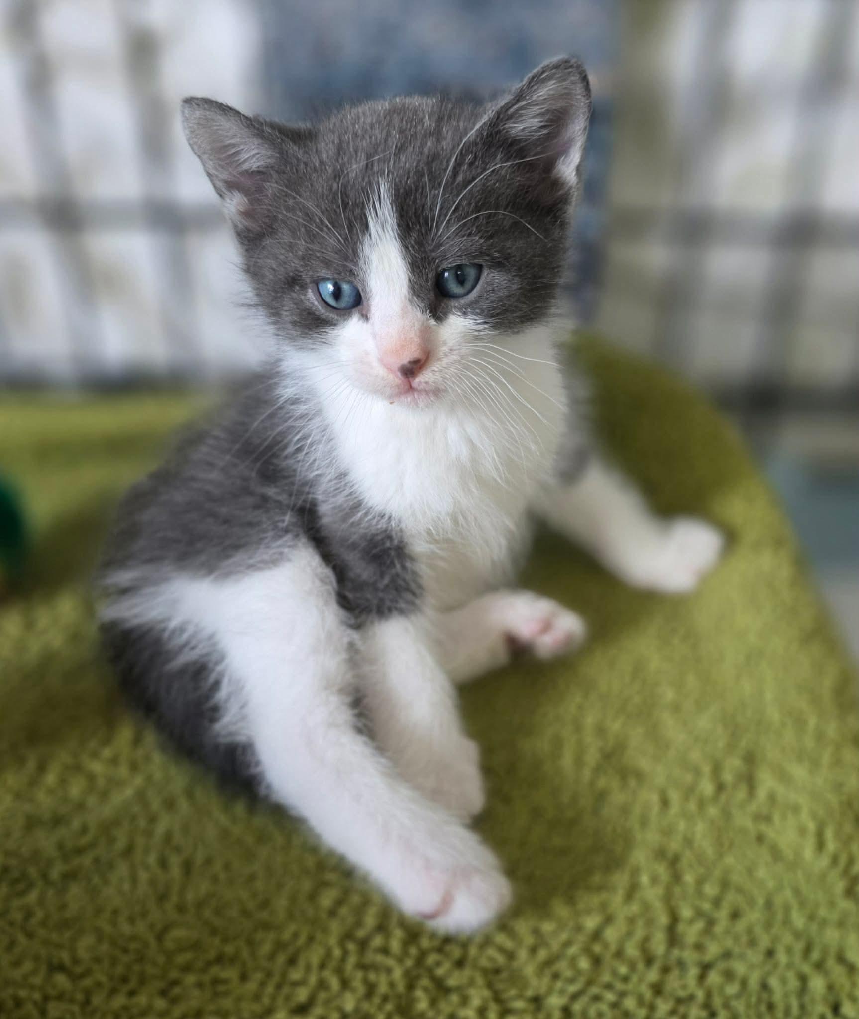 Enlarge Cooper, an adopted Domestic Short Hair in Terrebonne, QC image 5/5