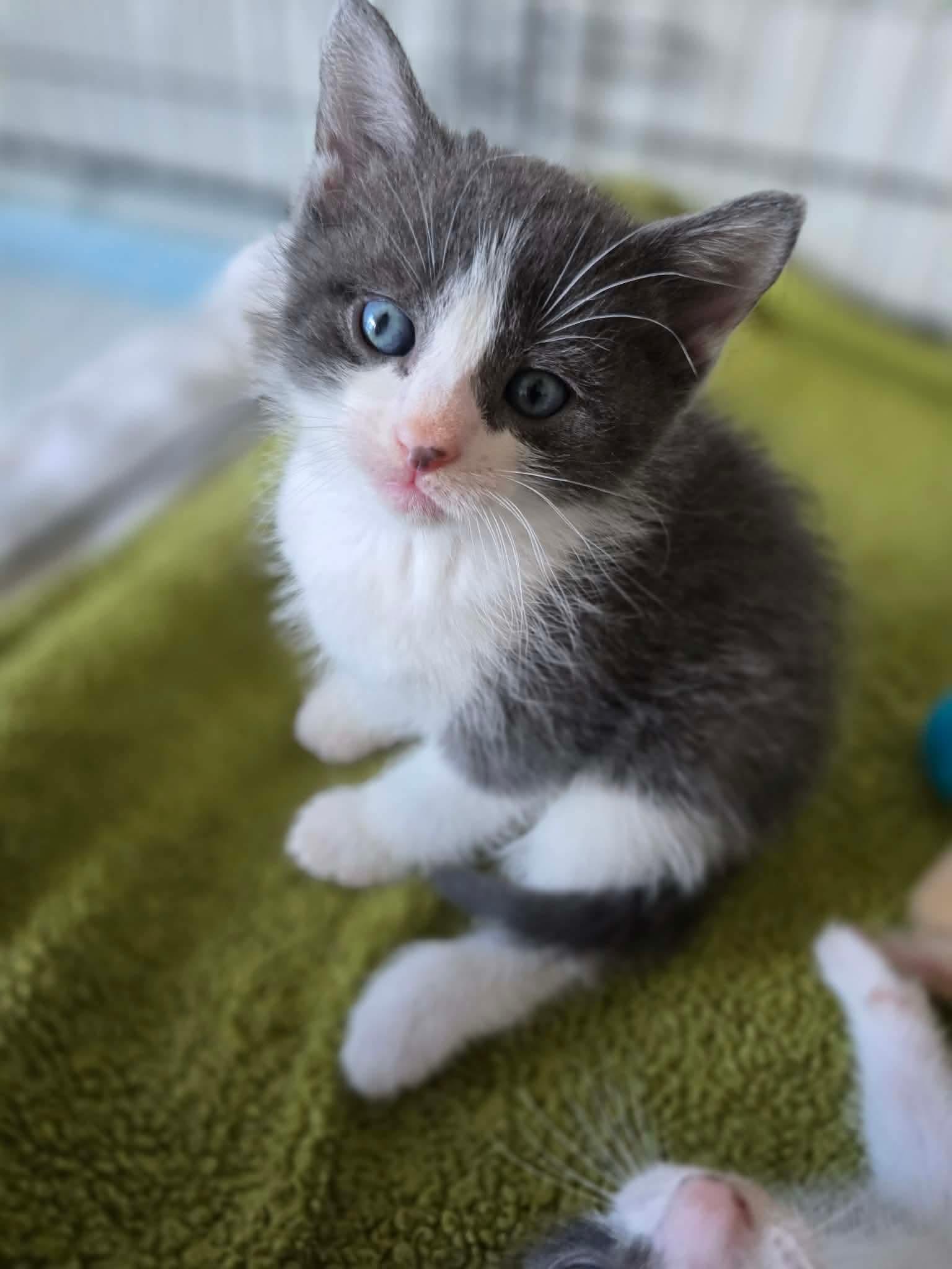 Cooper, adopted, Kitten Male Domestic Short Hair.
