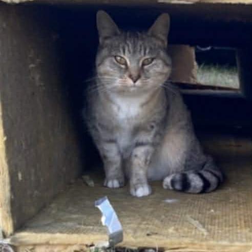 Ginger 6, a Adoptable Domestic Short Hair in Winchester, VA image 1/2