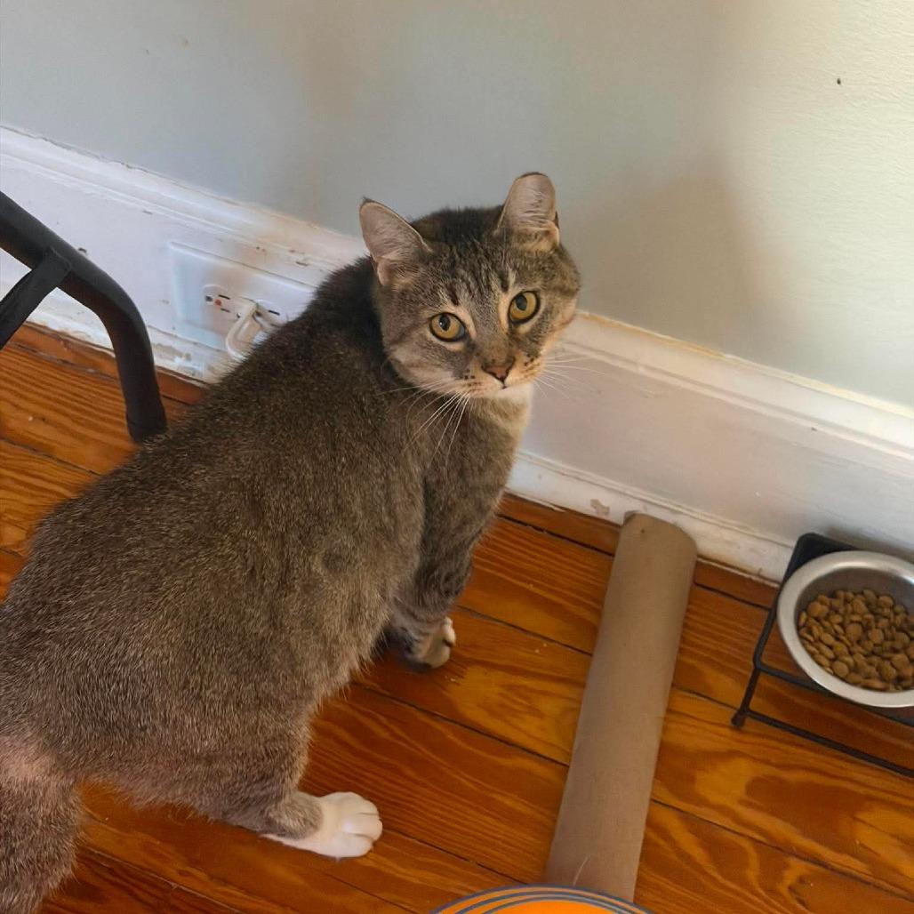 Ginger 6, Adoptable, Adult Female Domestic Short Hair.