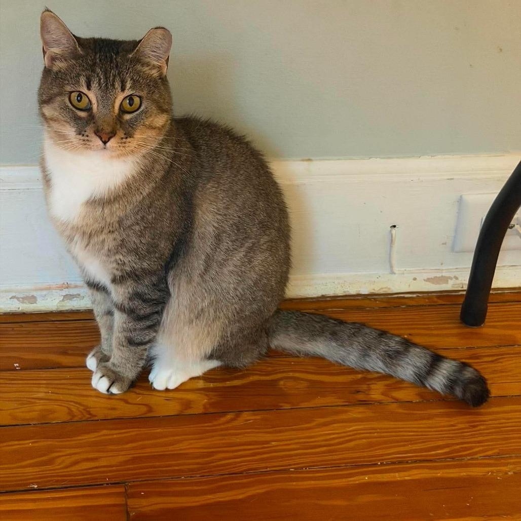 Enlarge Ginger 6, a Adoptable Domestic Short Hair in Winchester, VA image 2/4