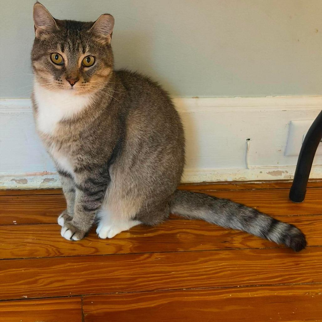 Enlarge Ginger 6, a Adoptable Domestic Short Hair in Winchester, VA image 3/4