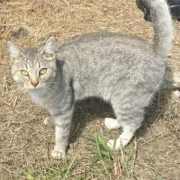 Ginger 6, a Adoptable Domestic Short Hair in Winchester, VA image 2/2