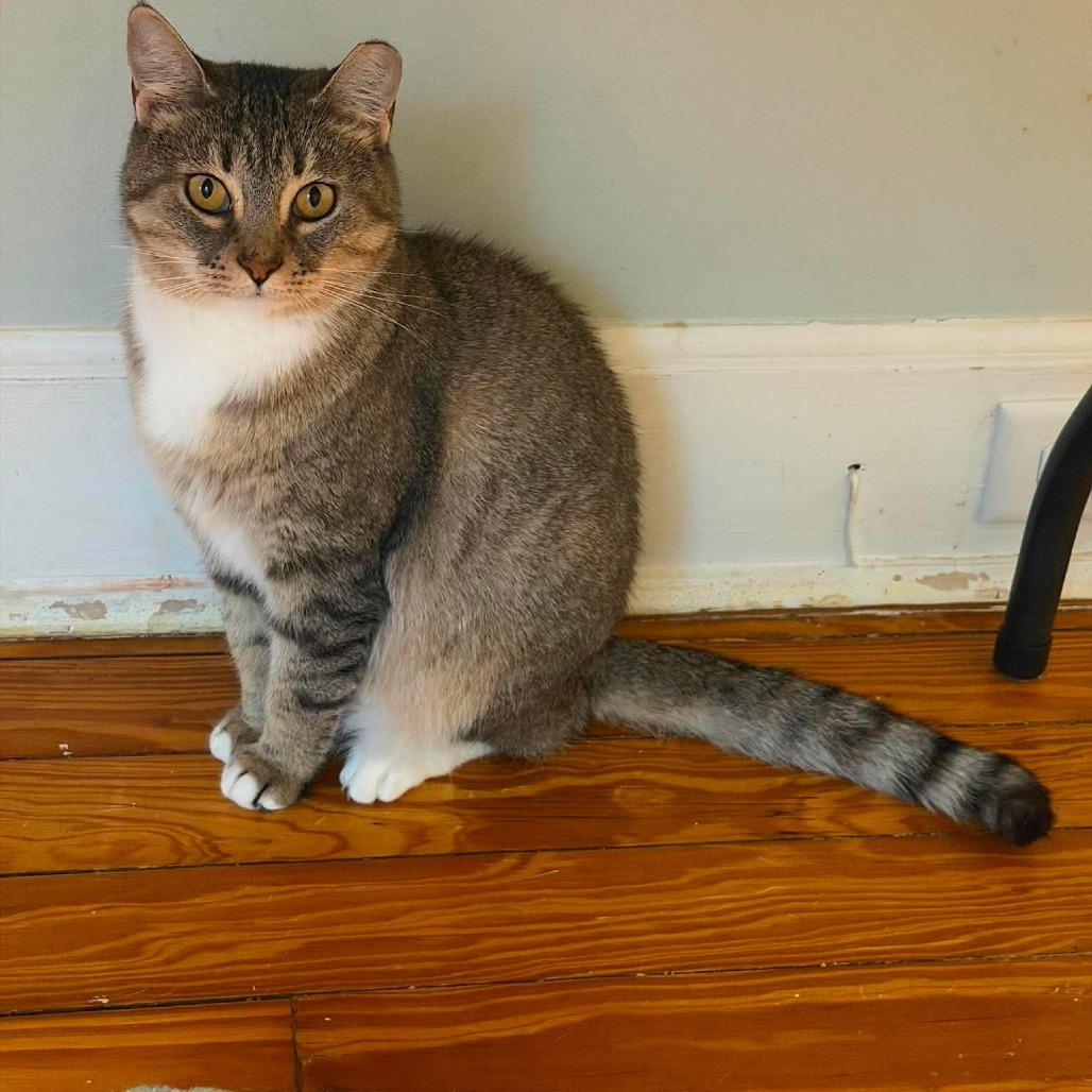 Enlarge Ginger 6, a Adoptable Domestic Short Hair in Winchester, VA image 4/4