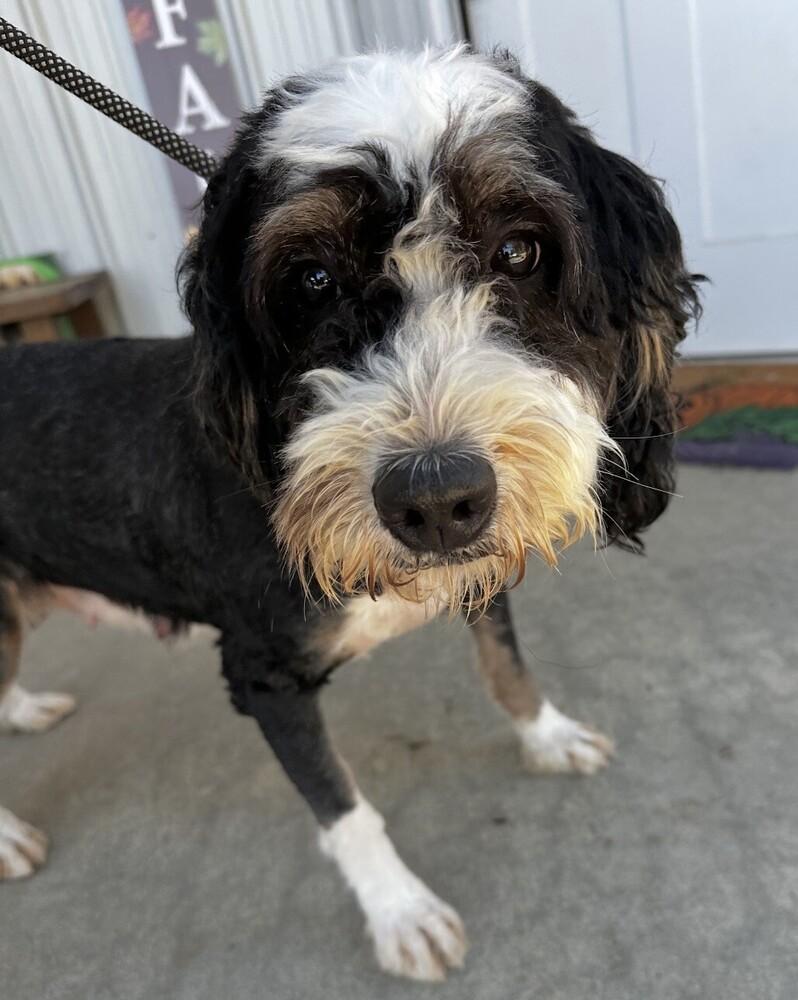 Brandy - adoption pending, Adoptable, Adult Female Bernese Mountain Dog & Poodle.