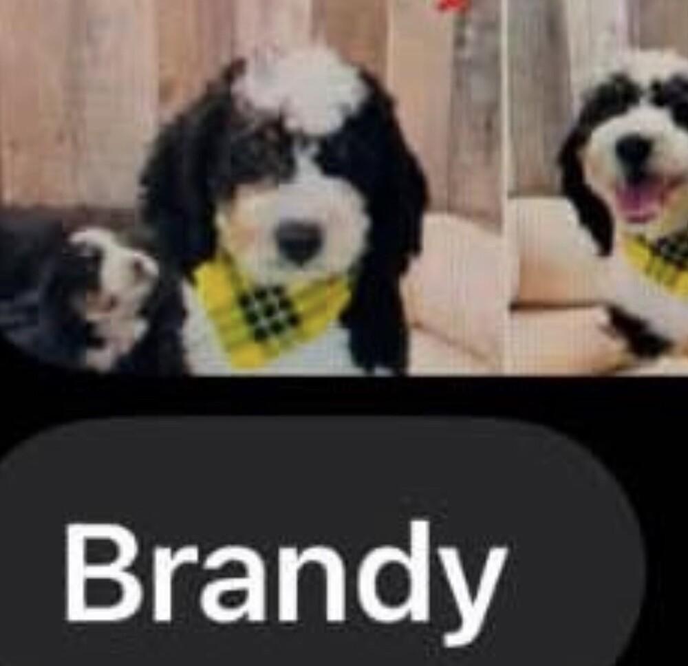 Enlarge Brandy - adoption pending, a Adoptable mixed breed in Washington, DC image 2/3