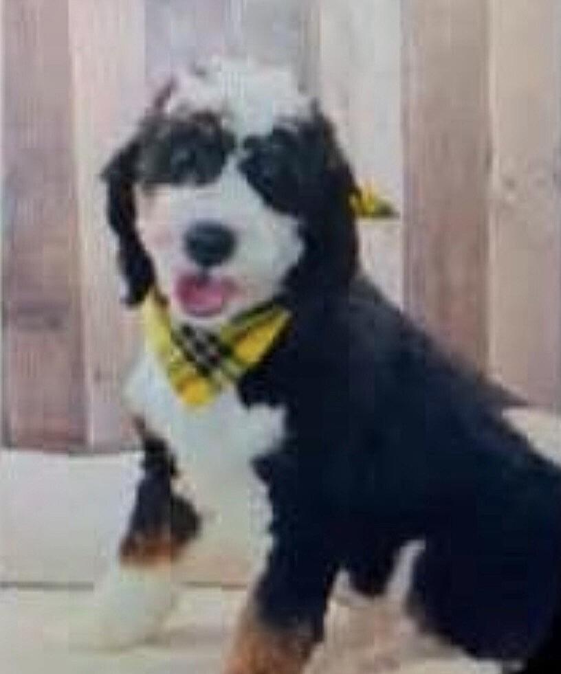 Enlarge Brandy - adoption pending, a Adoptable mixed breed in Washington, DC image 3/3