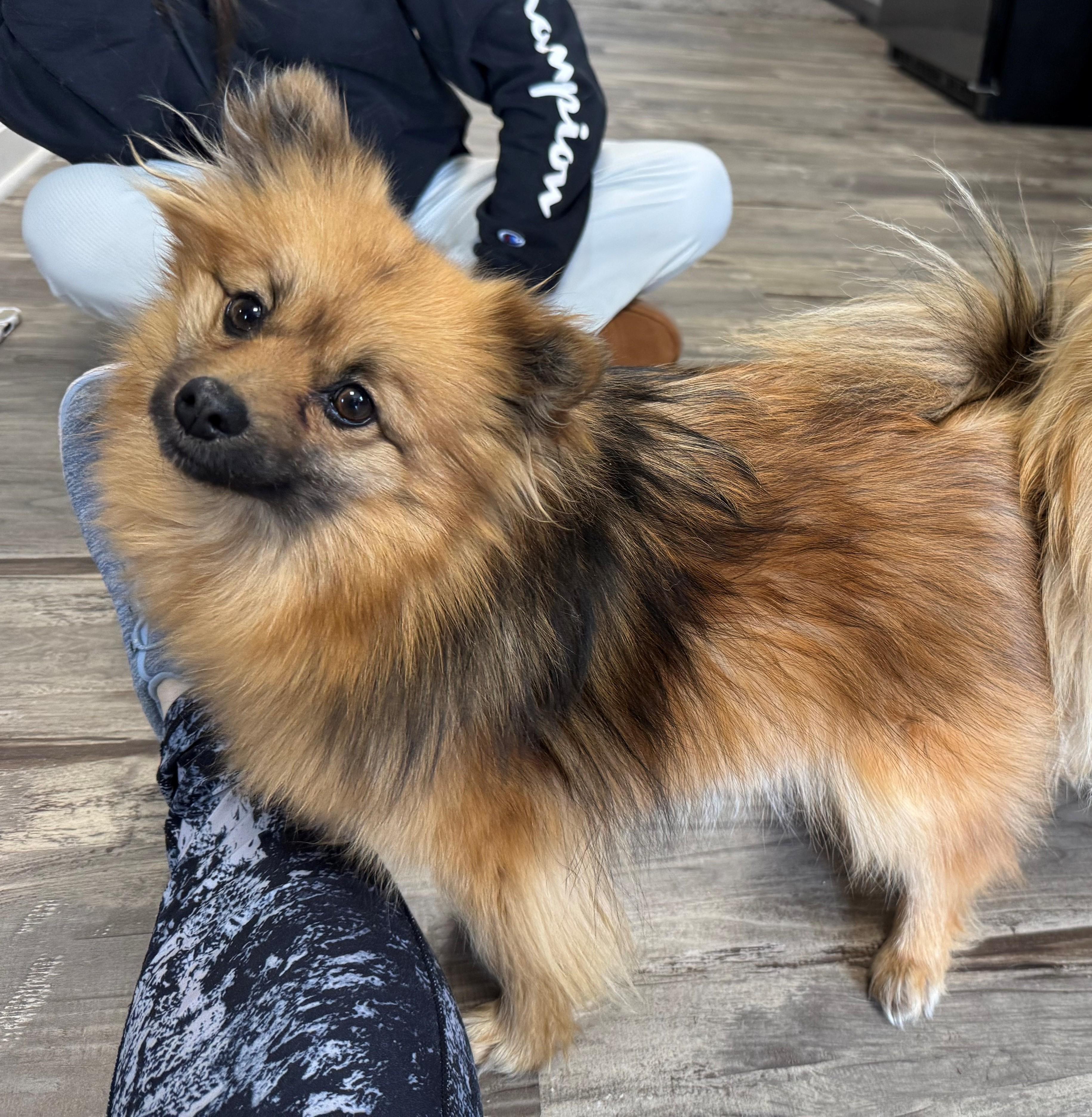 SPRINKLES & HONEY, a Adopted Pomeranian in Westmont, IL image 2/6